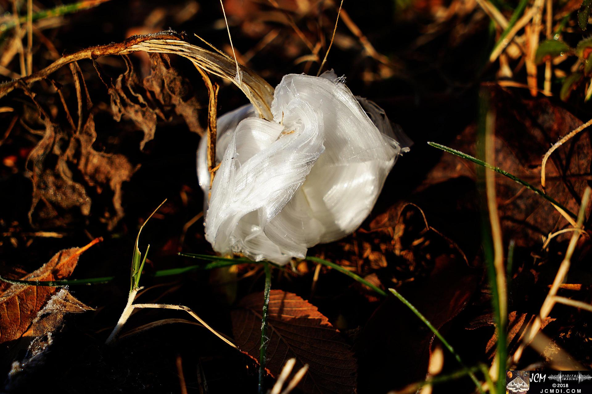 Ice Flowers at Old Hickory Lake, TN